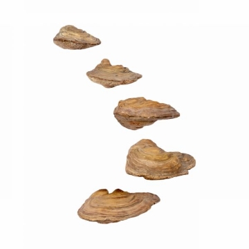 Picture of DECORATIVE WALL MOUNTED OYSTER SET